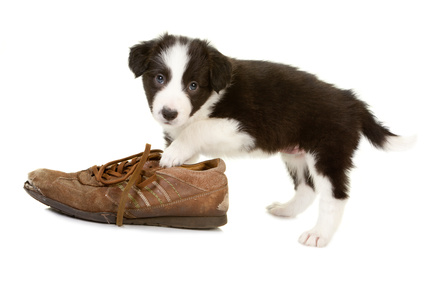 Puppy-chewing-on-shoe