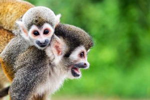 african-primate-course02