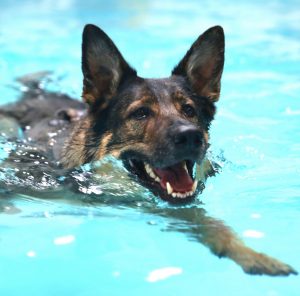 german-dog-train-Hydrotherapy-course