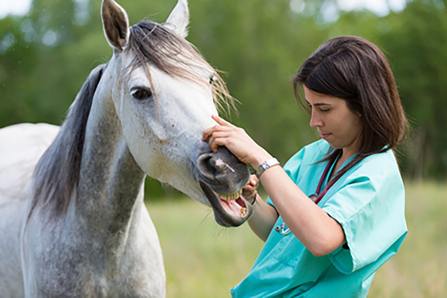 Careers With Horses Equine Careers Animal Careers Direct   Girl Playing With Horse 1536x1026 