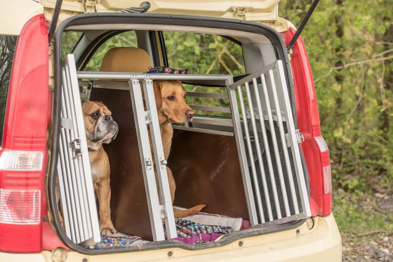 Pet Taxi Driver / Animal Transporation Officer