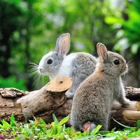 rabbit-care-behaviour-welfare