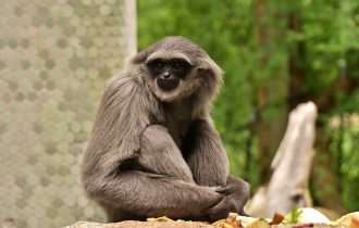 silver gibbon monkey eat food