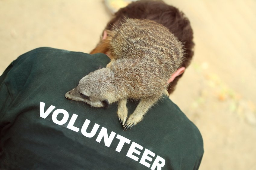 Voluntary Jobs Charity Careers Animal Careers Direct   Volunteer Work With Animals 