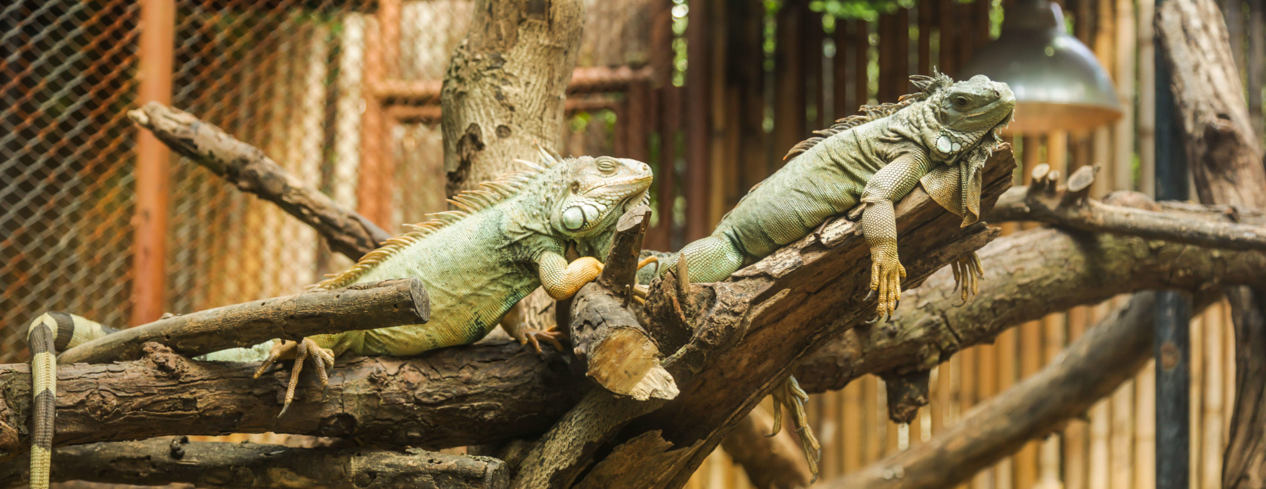 Reptile Welfare Certificate Reptile Care Careers Direct