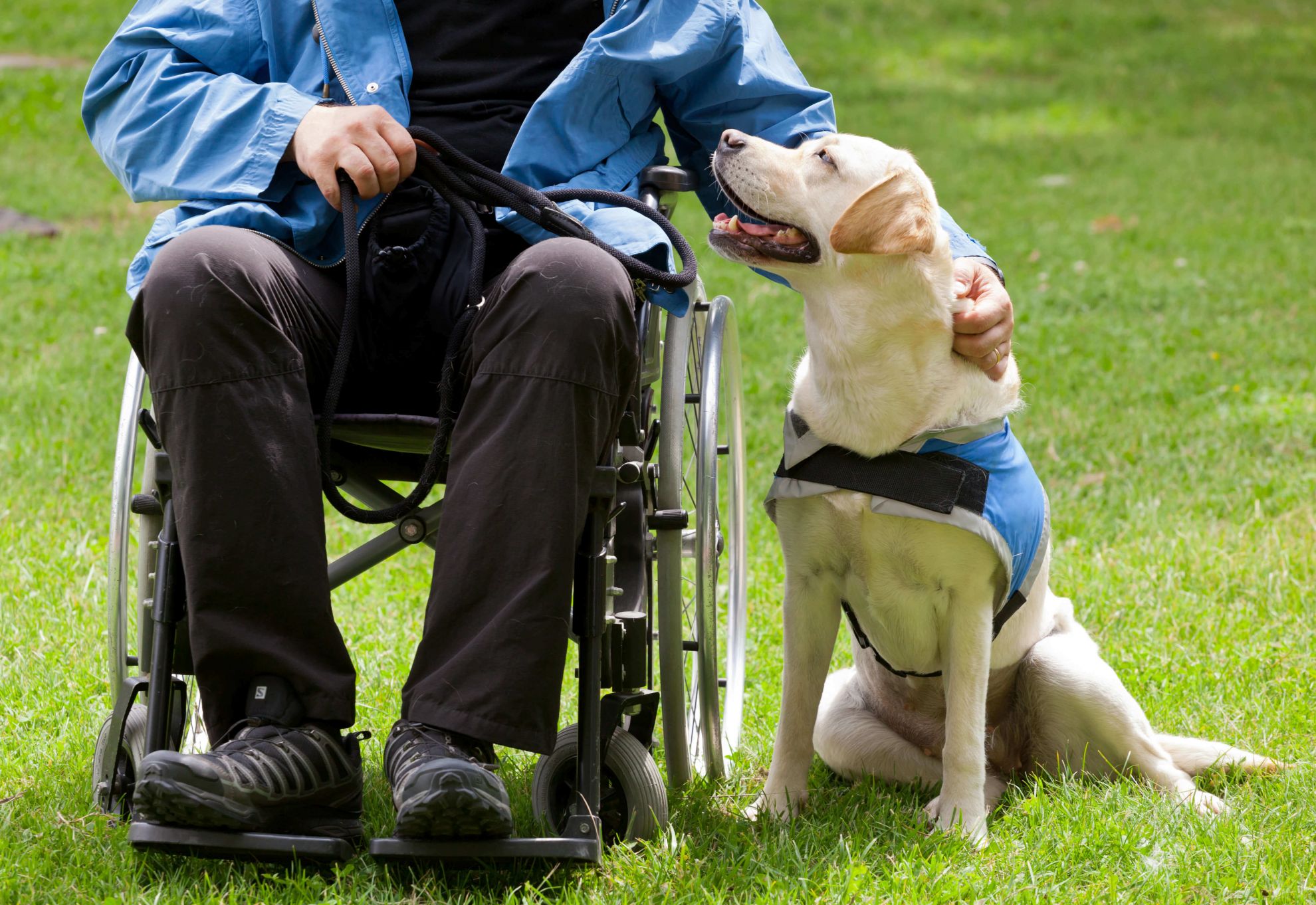 Assistance Dog Trainer Level 3 Diploma Animal Careers