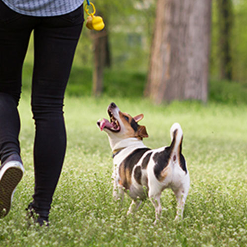 Dog Walking Certificate Course Animal Careers Direct