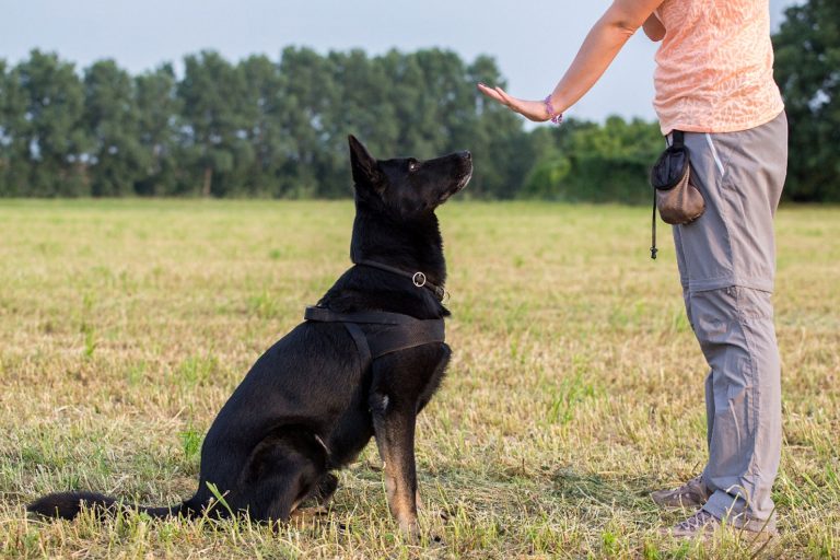 Companion Animal Behaviourist