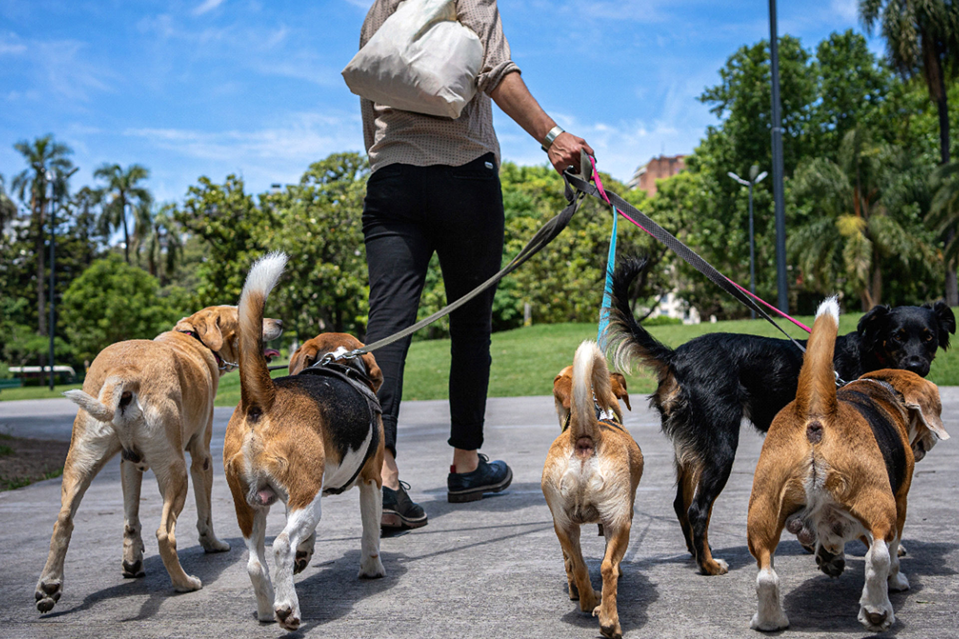 dog walking courses