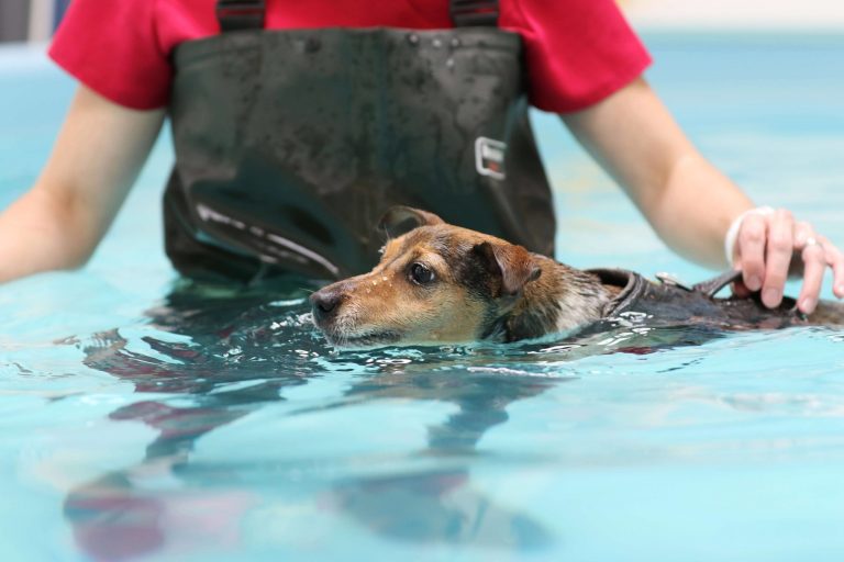 Animal Hydrotherapist and Small Animal Hydrotherapist Careers in Hydrotherapy