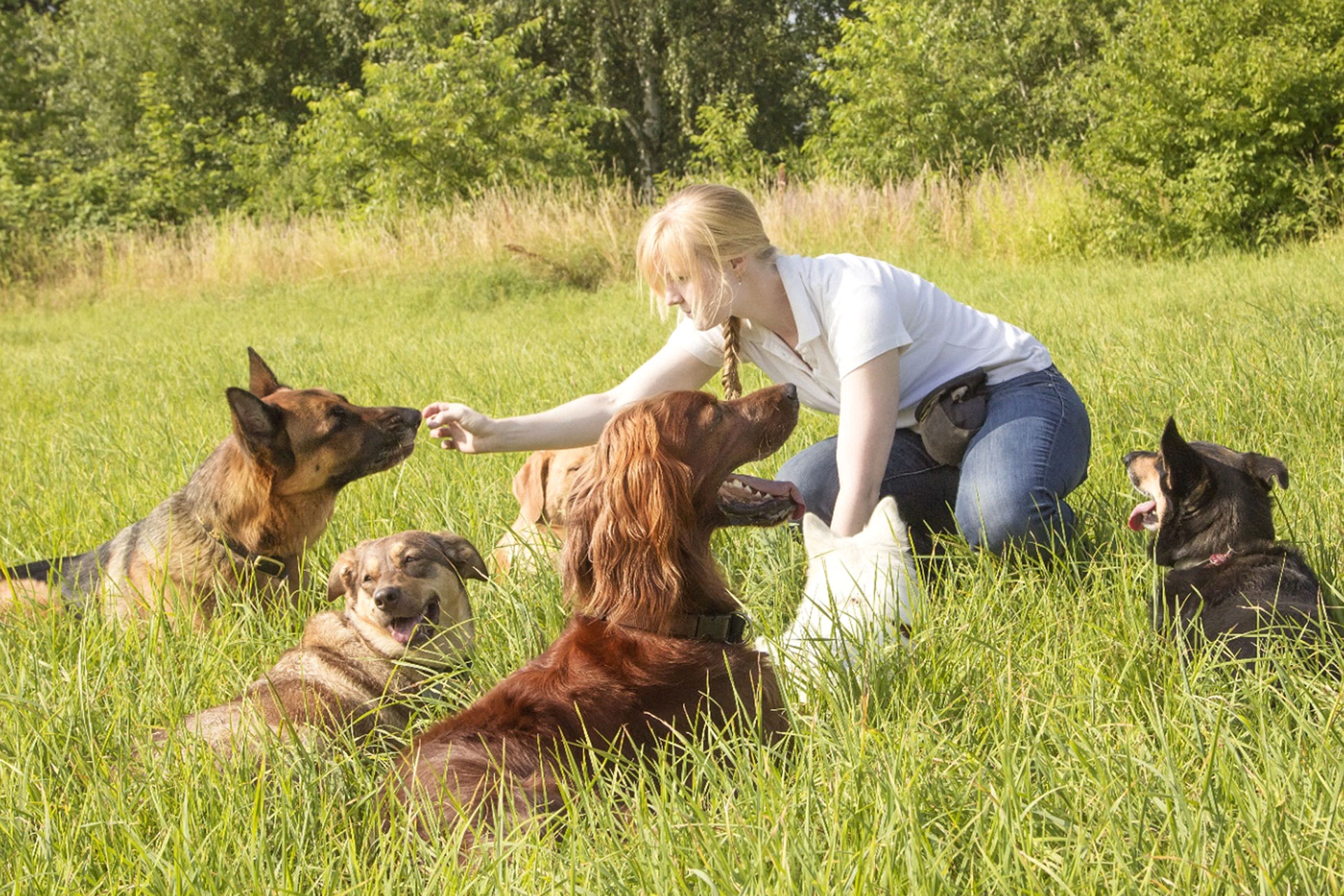 Dog sales behaviourist courses