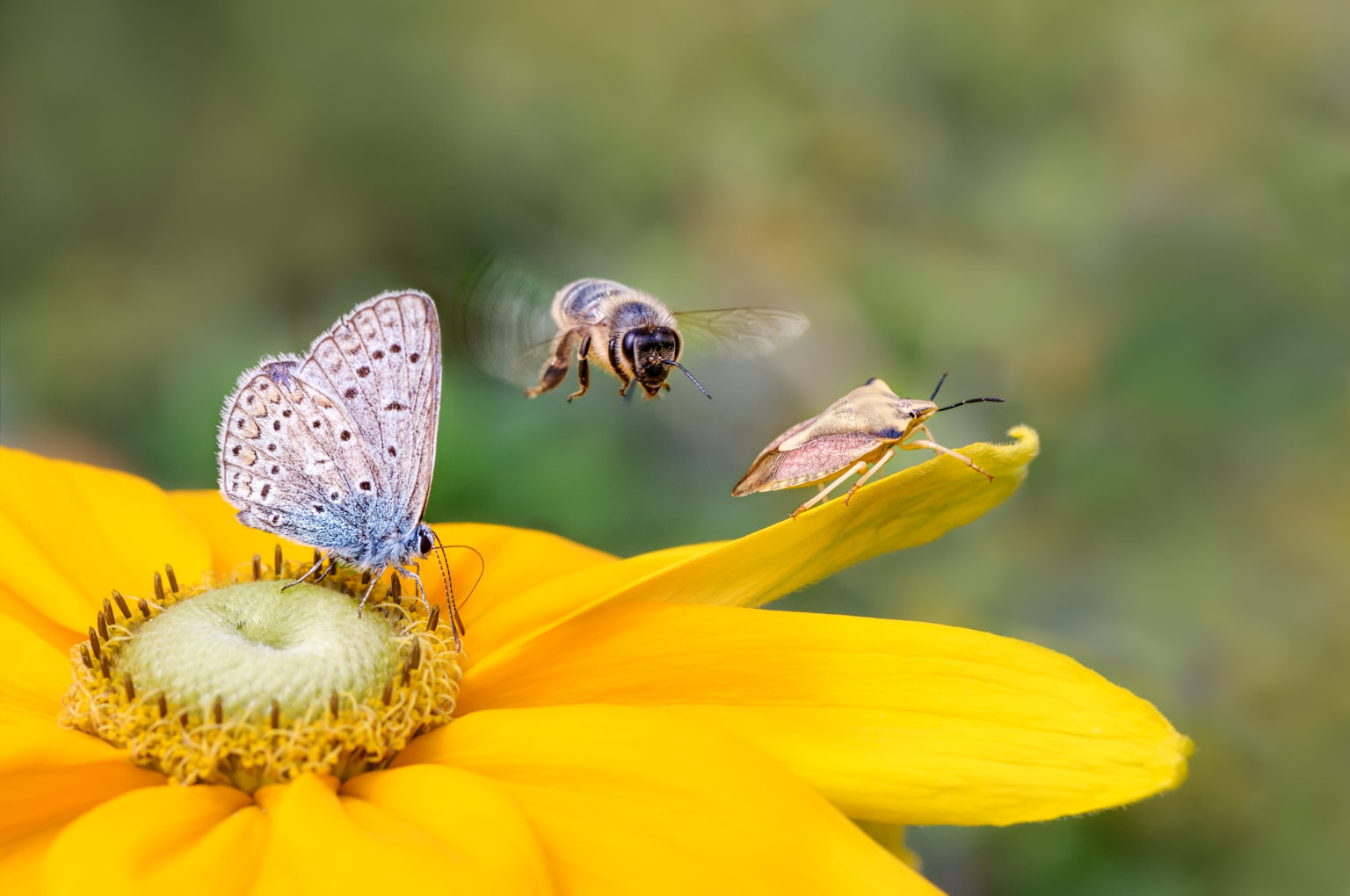 level-3-diploma-in-sustainable-wildlife-conservation-and-biodiversity